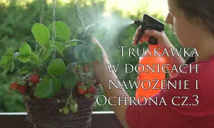Czym nawozić truskawki na balkonie, aby uzyskać obfite plony?