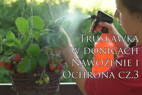 Czym nawozić truskawki na balkonie, aby uzyskać obfite plony?