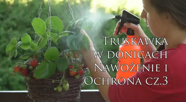 Czym nawozić truskawki na balkonie, aby uzyskać obfite plony?