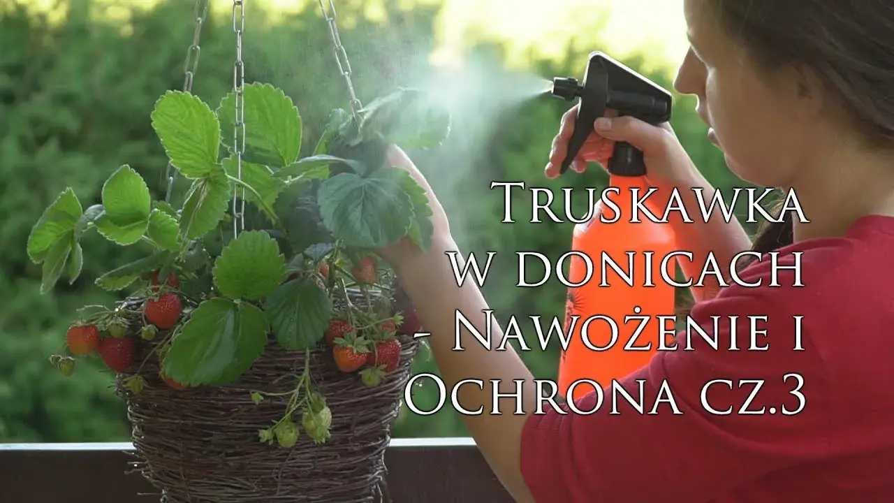 Czym nawozić truskawki na balkonie, aby uzyskać obfite plony?